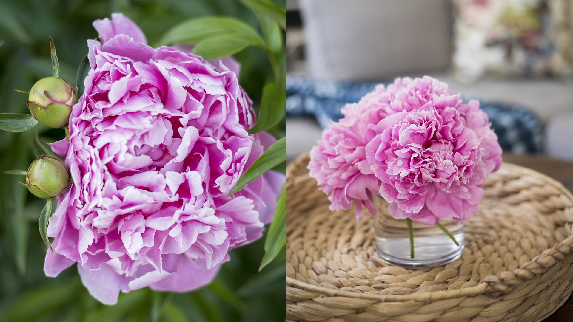 PEONIES 101 | How to get ants off peonies, how to make them bloom later & more!