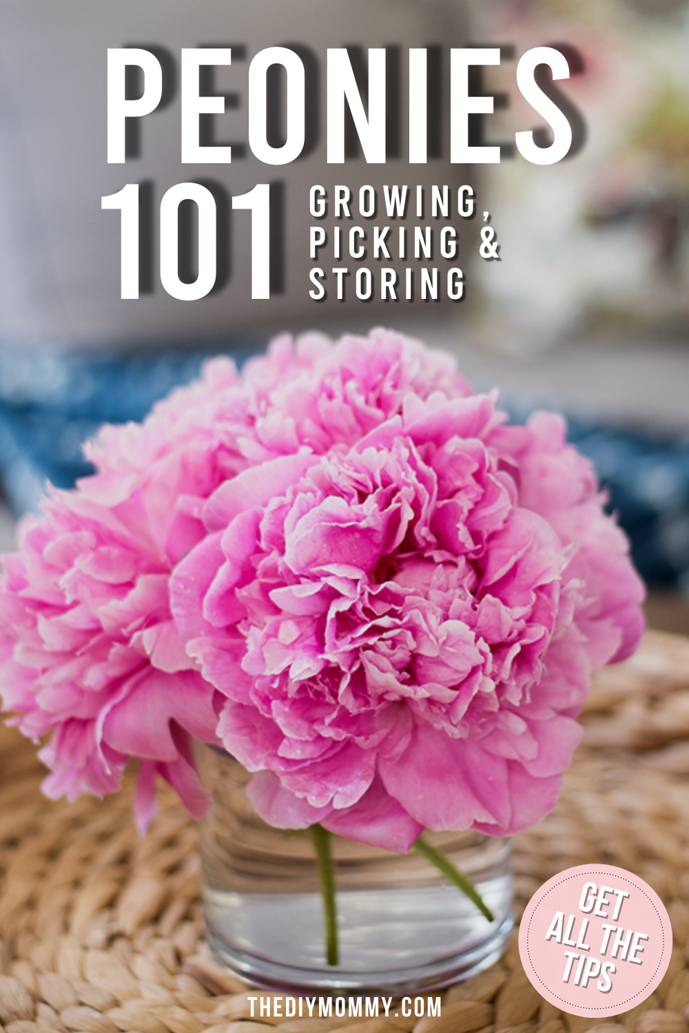 Peonies 101: How to Grow Them, Store Them & Get Ants Off Them!