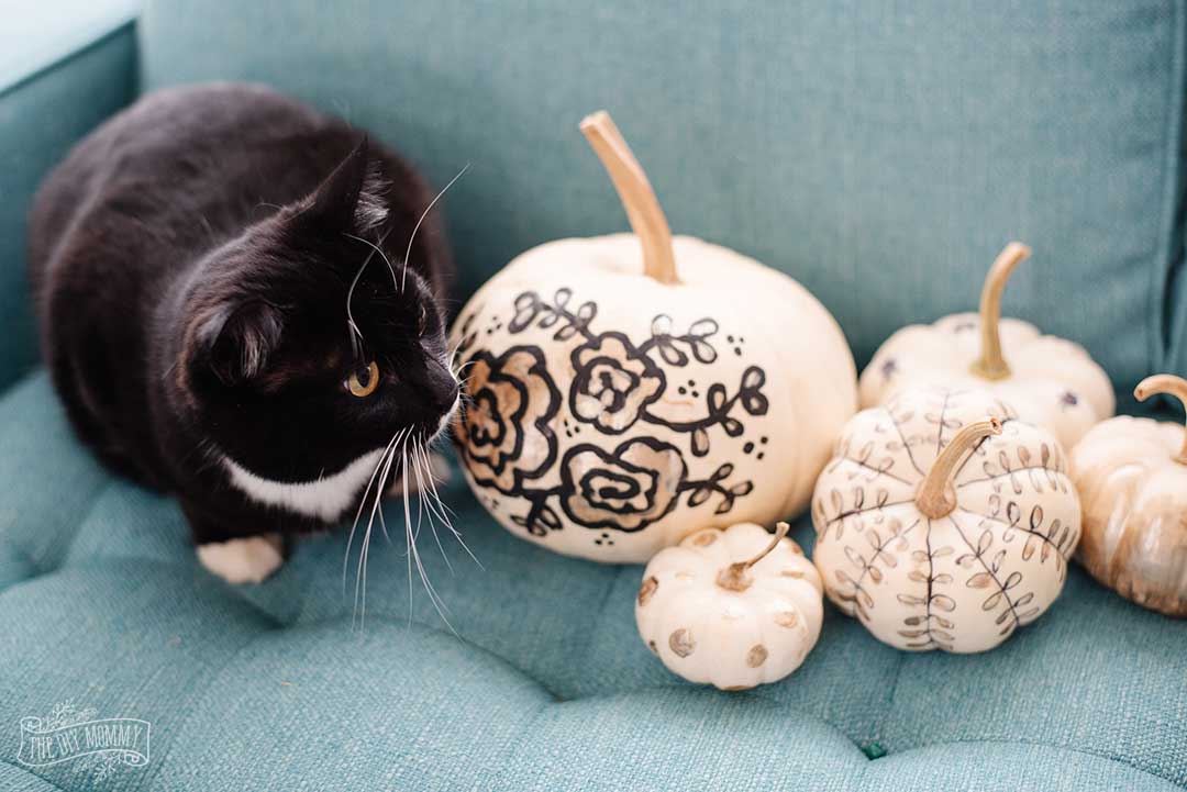 Black cat with Black and gold painted pumpkins
